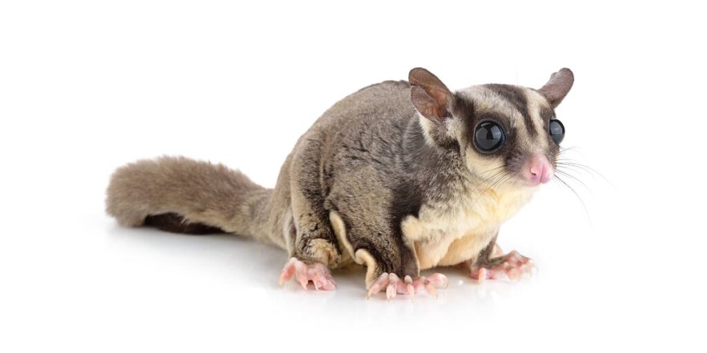 Things To Consider Before Getting a New Sugar Gliders