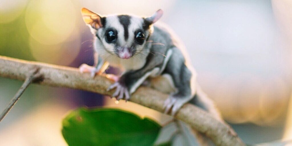 Are Sugar Gliders A Mammal