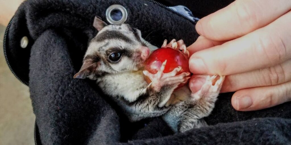 Do Sugar Gliders Eat Fruits And Vegetables?