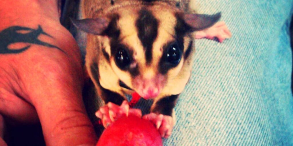 How Much Time Should I Spend With Sugar Glider