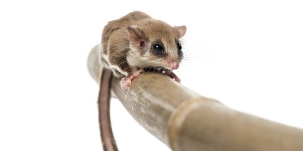 In Which Continent Can We Find Sugar Gliders?