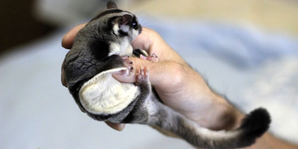 Sugar Gliders Facts For Kids