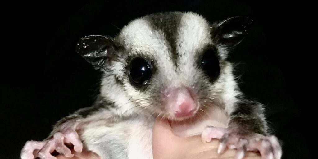 Things To Consider Before Buying Sugar Gliders 