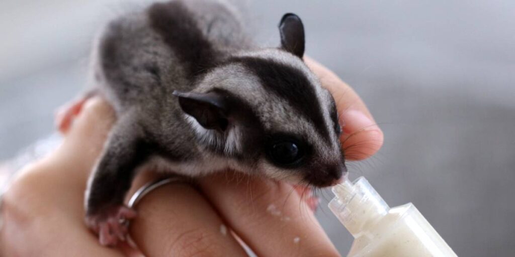 What Is The Best Food For Sugar Glider