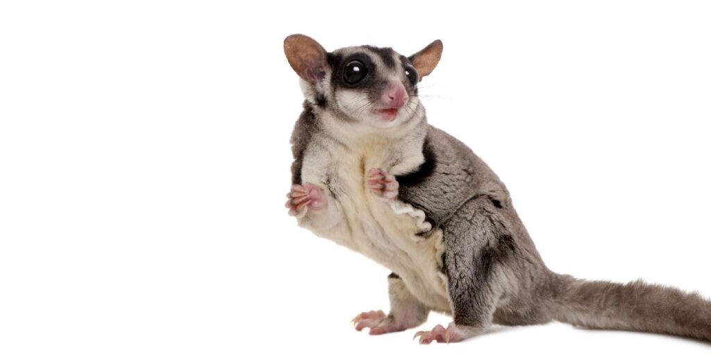 What Is The Scientific Name Of Sugar Glider?