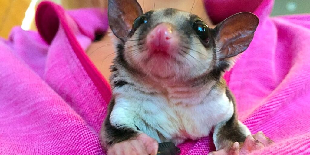 Can You Bond With An Old Sugar Glider?