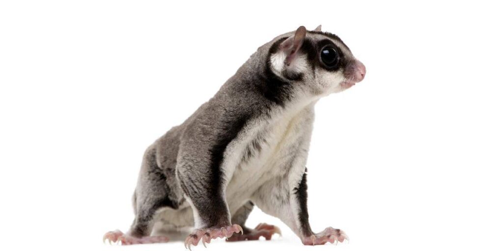 Do Sugar Glider Poop A Lot?