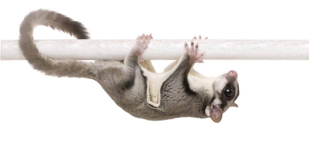 How Can We Train Sugar Glider