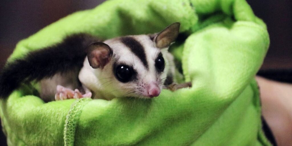 Interesting Facts About Sugar Glider