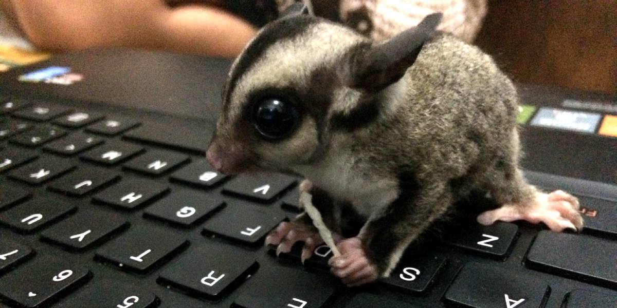 Behavior Of Baby Sugar Glider Sugar Gliders Care