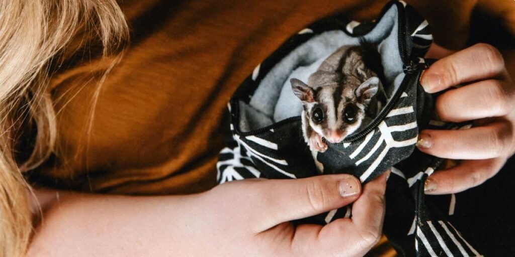 What Is The Best Age To Get A Sugar Glider?