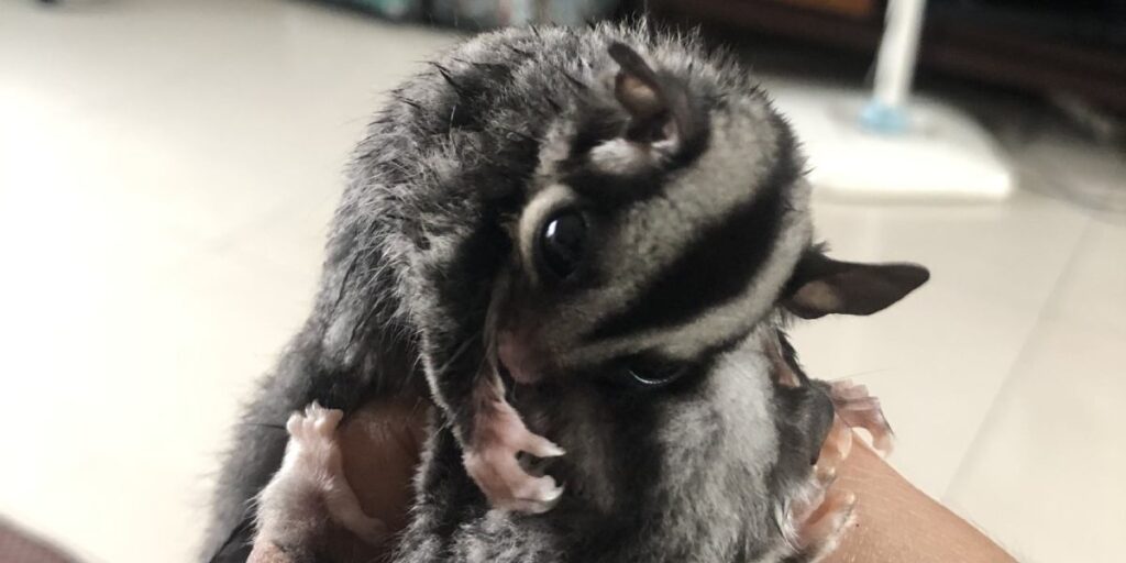 What Is The Possible Sickness Of Sugar Glider