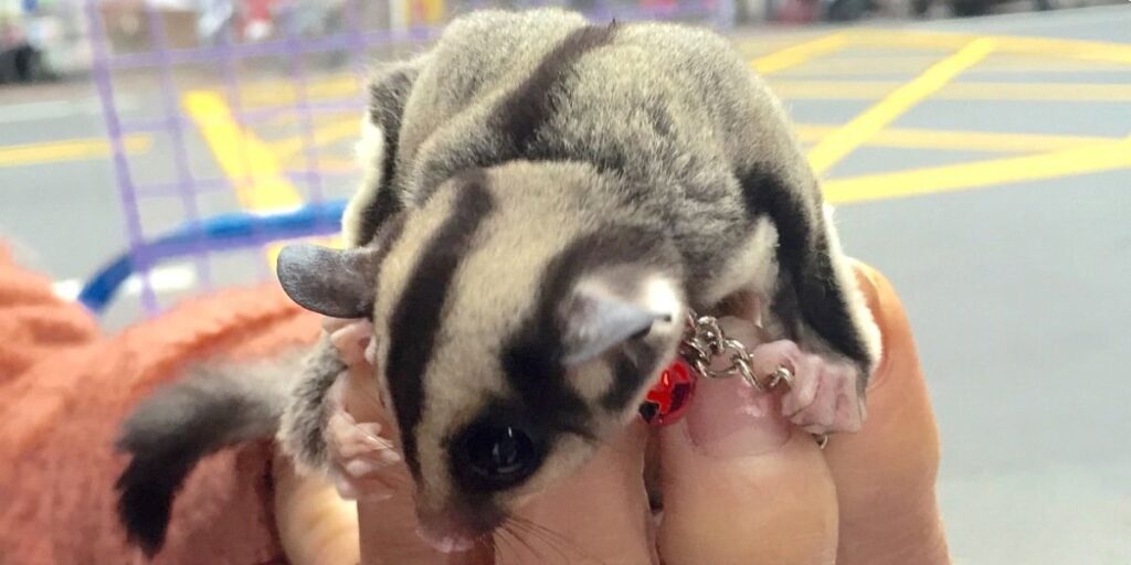 Why Does My Sugar Glider Nibble On Me?