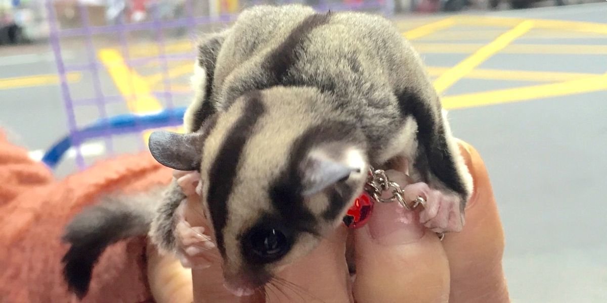 why-does-my-sugar-glider-nibble-on-me-sugar-gliders-care